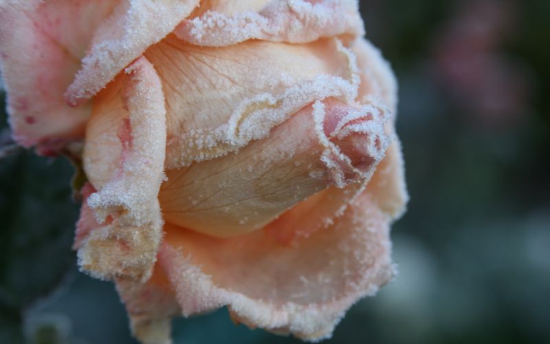 flowers, photography, frost, rose, blossom, pink flowers, photography, frost, rose, blossom, pink
