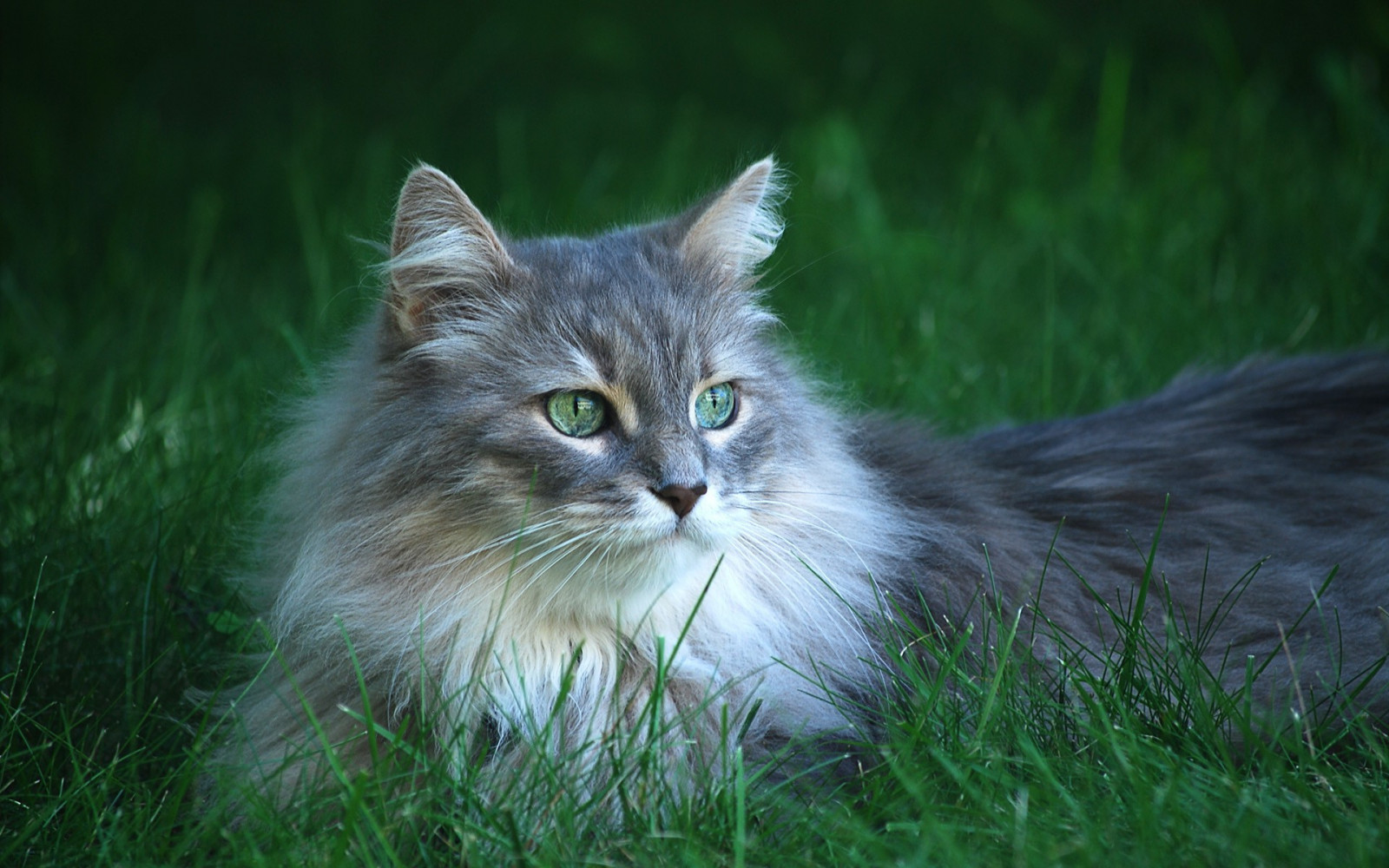 デスクトップ壁紙 ネコ 草 ウィスカー メインクーン 野生の猫 動物相 哺乳類 19x10 Px 脊椎動物 哺乳動物のような猫 中型から中型の猫 カルニボラン 国内長髪の猫 ノルウェーの森の猫 シベリア人 ネブラン 19x10 Wallup