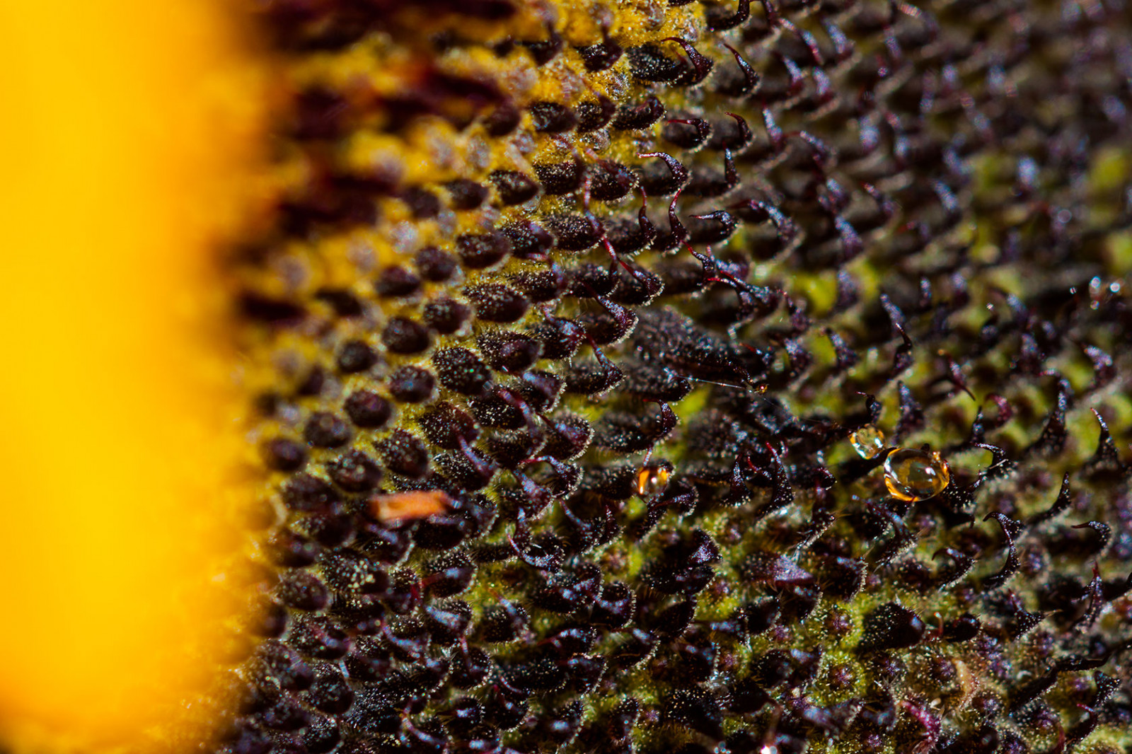 světlo, letní, květ, barva, detail, makro, milovat, Příroda, voda, žlutý, detailní, Kánon, fotografování, licht, fotografie, Lístky, kapky, flóra, wasser, foto, zavřít, web, podrobnosti, malý, natur, pflanze, sigma, pokles, 100mm, fave, gelb, slunečnice, vášeň, blume, makro, bl te, syn, nástup, výzva, bl tenbl tter, tropfen, gegenlicht, sonnenblume, makrofotografie, 50d, abigfave, mygearandme