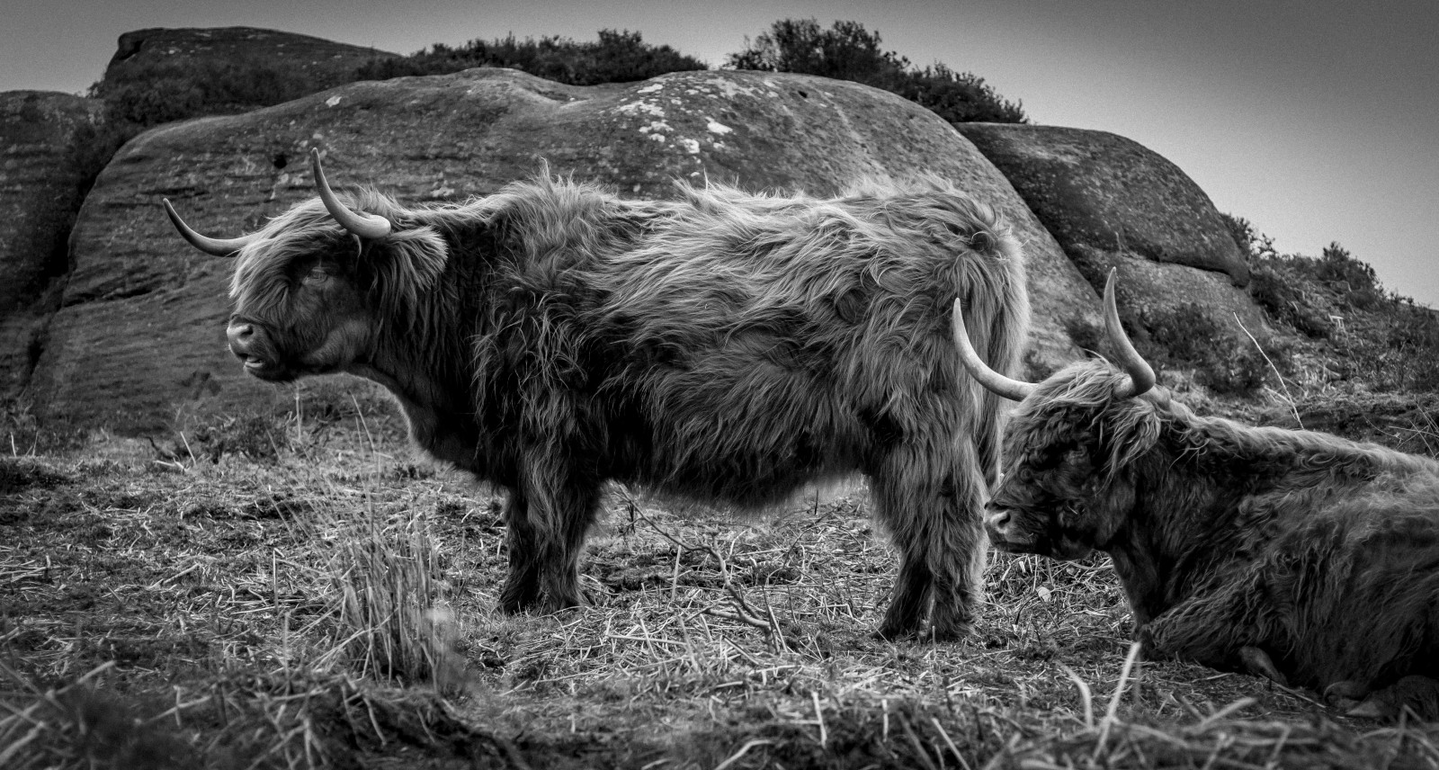 แนวนอน, ดำ, ขาวดำ, หญ้า, ท้องฟ้า, การถ่ายภาพ, แตร, สัตว์ป่า, ผม, วัวกระทิง, Nikon, วัว, วัว, ต้นไม้, ป่า, bw, ภายนอก, ชนบท, มีขนดก, d3200, สัตว์ป่า, nikond3200, แตร, ไฮแลนด์, ชาติ, ดำและขาว, ถ่ายภาพขาวดำ, จมูก, วัวเหมือนสัตว์เลี้ยงลูกด้วยนม, วัวแพะครอบครัว, peakdistrict, trevorbowling, Baslow, highlandcattle, Highlandcow, Birchenedge, terrestrial animal, stock photography