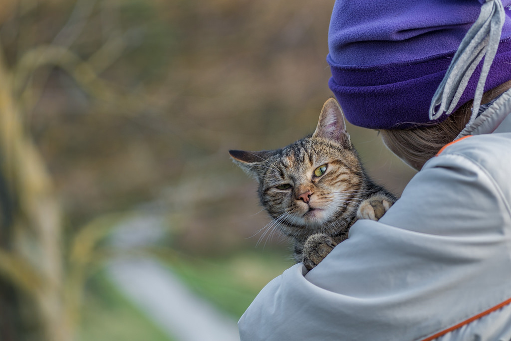 kat, dyr, vinter, køkken, whiskers, Kitty, Zagorje, katte, killing, pattedyr, nikond600, hvirveldyr, kat lignende pattedyr, små til mellemstore katte, tabby kat, bengal, catsdogs, nikkor8020028