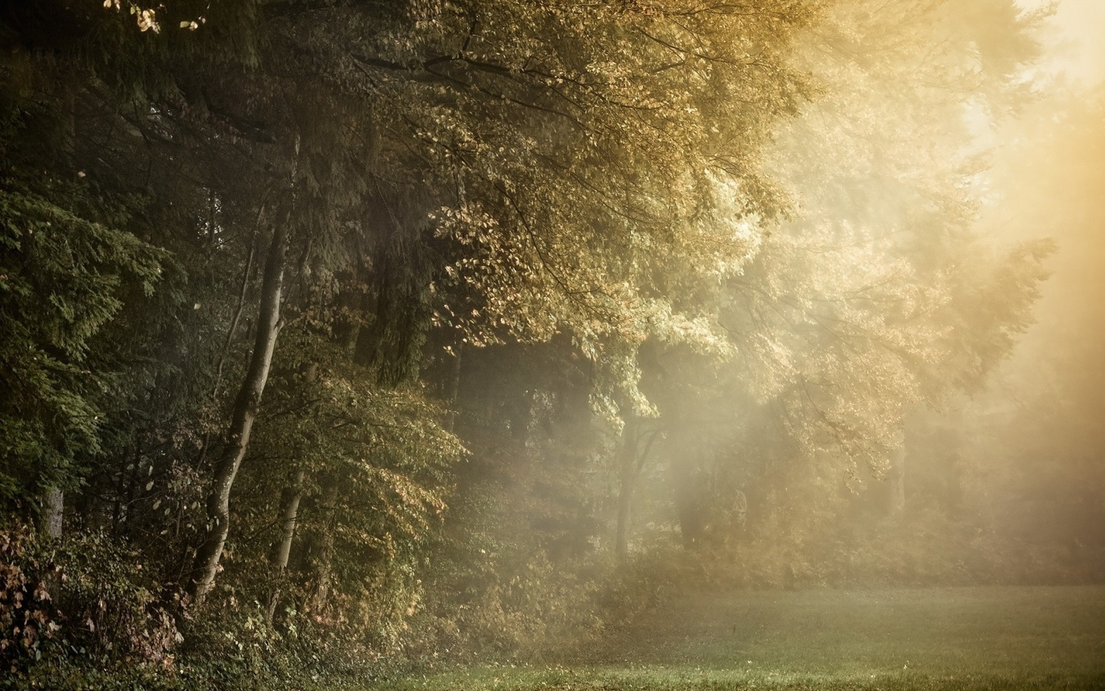 slunečnímu záření, stromy, les, Příroda, rostliny, fotografování, větev, ráno, mlha, sluneční paprsky, clearing lesní, světlo, strom, podzim, mlha, list, počasí, sezóna, tma, zálesí, místo výskytu, přírodní prostředí, atmosférický jev, dřevina