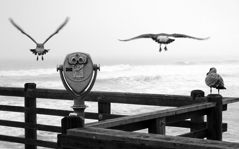 paesaggio, bianca, nero, uccelli, monocromo, mare paesaggio, bianca, nero, uccelli, monocromo, mare