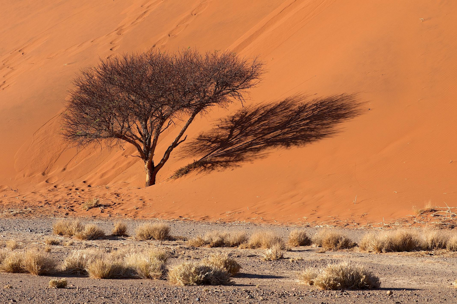 paesaggio, tramonto, sabbia, ombra, campo, Alba, mattina, deserto, arancia, orizzonte, rocce, Sahara, altopiano, paysage, Namibia, steppa, albero, dune, presto, prateria, arbre, pianura, ombre, prateria, Sossusvlei, suolo, namib, habitat, ambiente naturale, famiglia di erba, wadi, savana, landform Eolie, erg