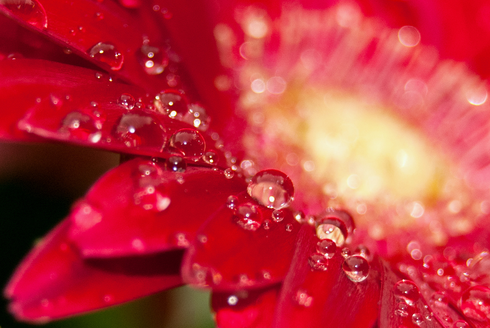 สีแดง, ฝน, การถ่ายภาพ, Nikon, เรณู, เบ่งบาน, สีชมพู, น้ำค้าง, ศิลปะ, การเปิดรับ, ดอกไม้, ปลูก, รูปภาพ, หยด, พืช, exposicion, กลีบดอก, foto, ภาพ, Arte, ภาพ, โรงงานที่ดิน, พืชดอก, ใกล้ชิด, การถ่ายภาพมาโคร, ต้นกำเนิด, ความชื้น, mattmurphy