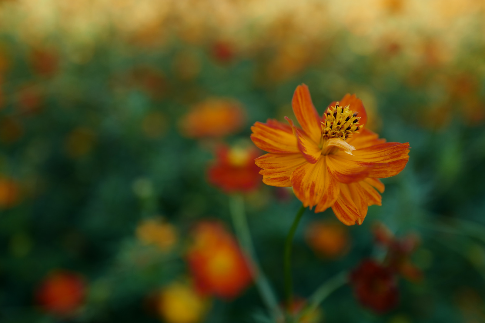 Japonsko, slunečnímu záření, Příroda, pole, žlutý, květ, Leica, Tokio, jp, podzim, květ, rostlina, kosmos, mák, flóra, okvětní lístek, louka, Hamarikyu, Shiodome, summilux, leicaq, summilux1728, q, 1728, divoká rostlina, prérie, botanika, suchozemská rostlina, kvetoucí rostlina, zblízka, makro fotografie, závod stonek, daisy rodina, síry kosmos