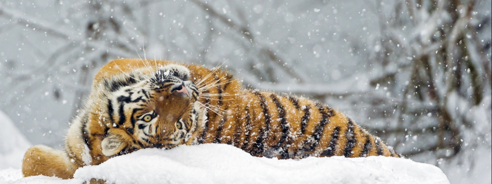 1200, 3200, 3200x1200, 3200x1200 px, Dual, Monitor, Multi, Bildschirm