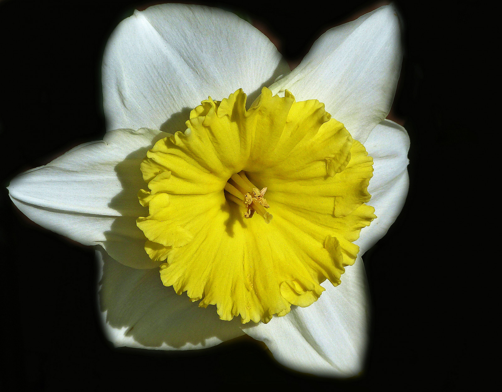 bílý, Příroda, fotografování, makro, žlutý, květ, rostlina, narcis, flóra, okvětní lístek, narcis, supershot, whitepetals, dailynaturetnc11, botanika, suchozemská rostlina, kvetoucí rostlina, zblízka, makro fotografie, závod stonek