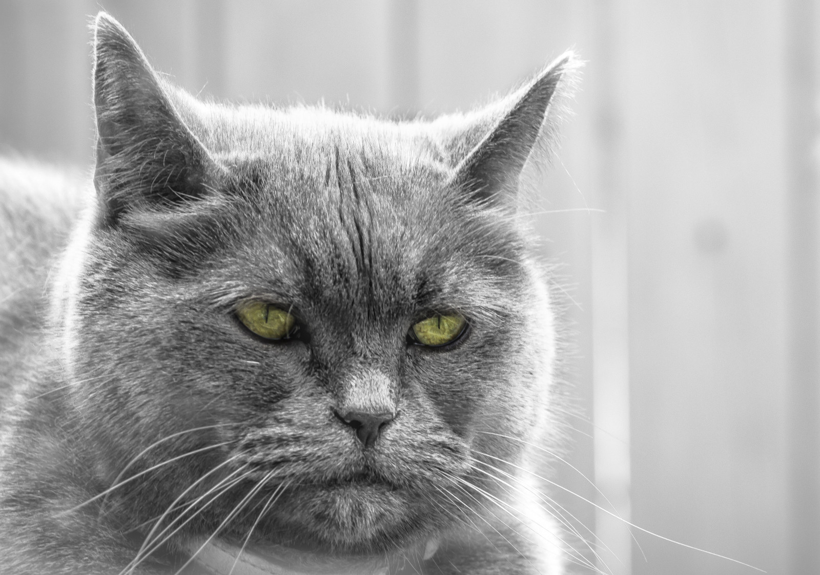 Wallpaper whiskers, black and white, eye, small to medium sized cats