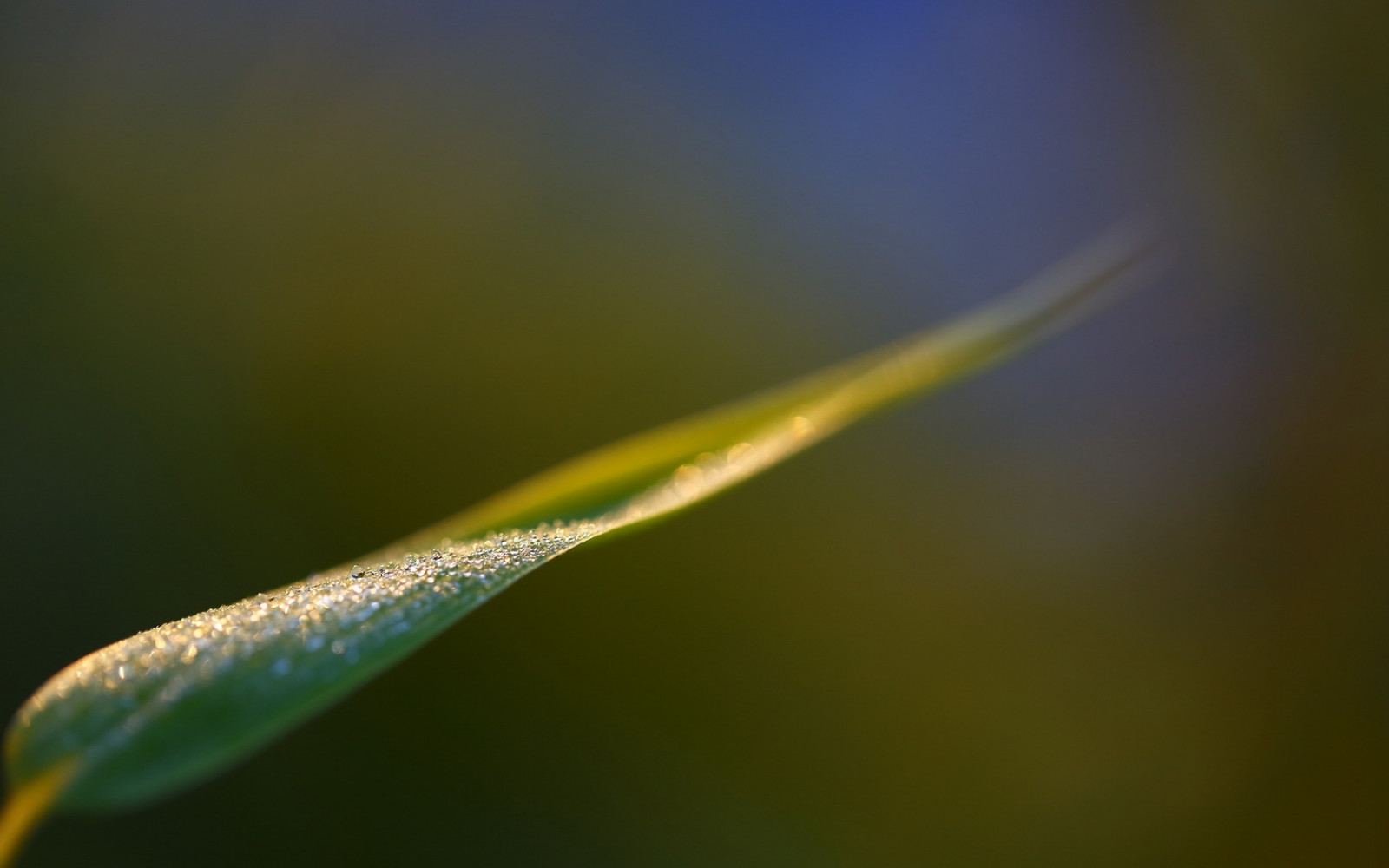 slunečnímu záření, listy, voda, Příroda, odraz, tráva, fotografování, zelená, žlutý, Rozmazané, rosa, světlo, list, květ, rostlina, pokles, flóra, okvětní lístek, počítač tapeta, zblízka, makro fotografie, tráva rodina, závod stonek, vlhkost
