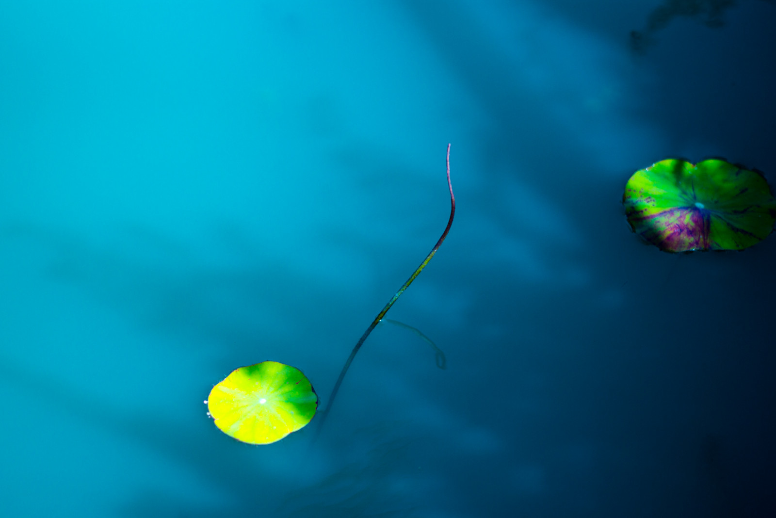 slunečnímu záření, odraz, koule, Země, zelená, modrý, Pod vodou, kruh, Leica, M, biologie, světlo, barva, list, květ, apo, počítač tapeta, Atmosféra Země, makro fotografie, kapalina bublina, 902a