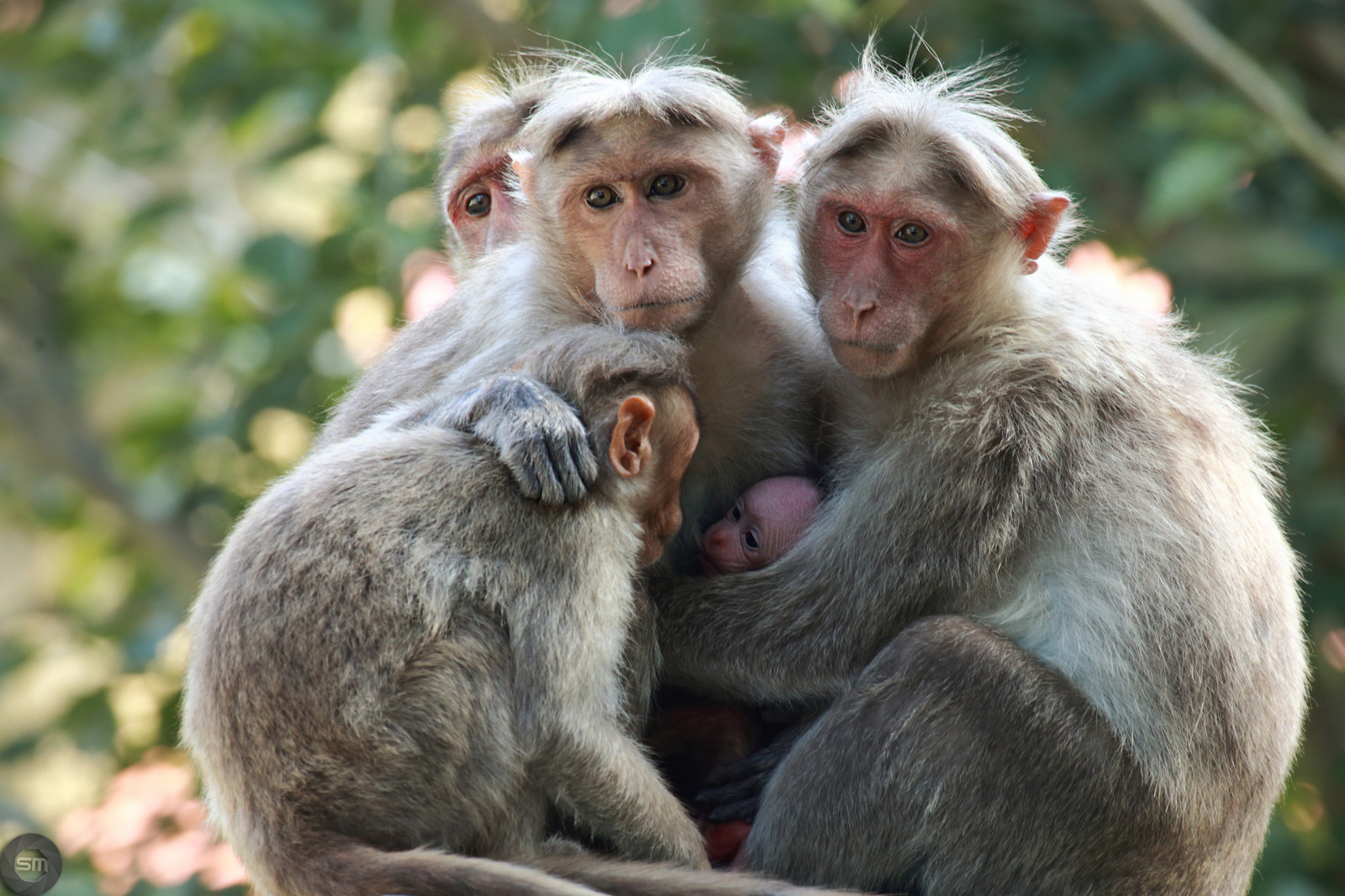familie, apen, baby dieren, dieren