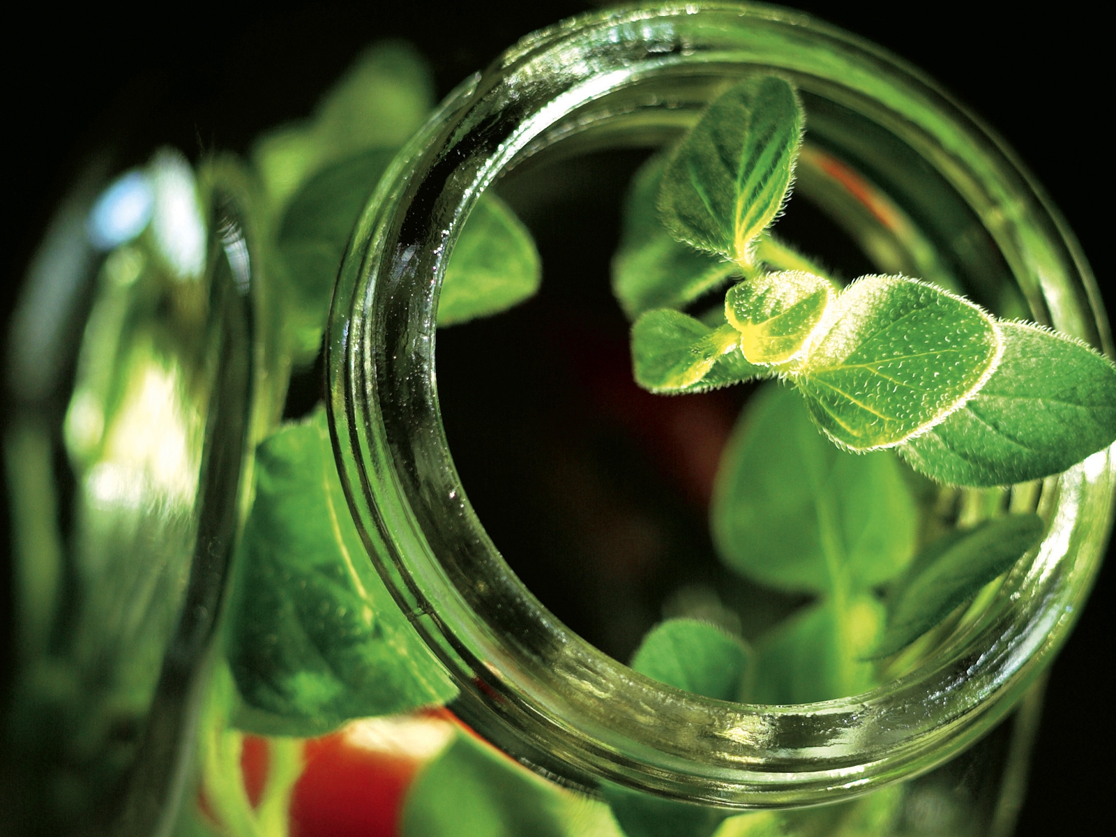 Wallpaper food, water, green, drink, glass, basil, leaf, flower