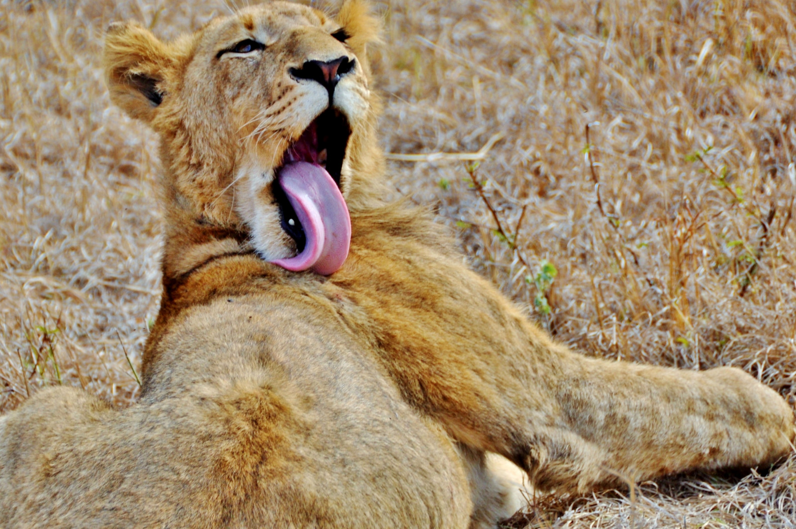 แอฟริกา, ป่า, ลิ้น, ปาก, แอฟริกาใต้, สิงโต, ความภาคภูมิใจ, การทำความสะอาด, เลีย, กะโหลกศีรษะ, nottens, สิงโต, d90, africanwildlife, sabisands, ar1, stevelamb, nottensbushcamp