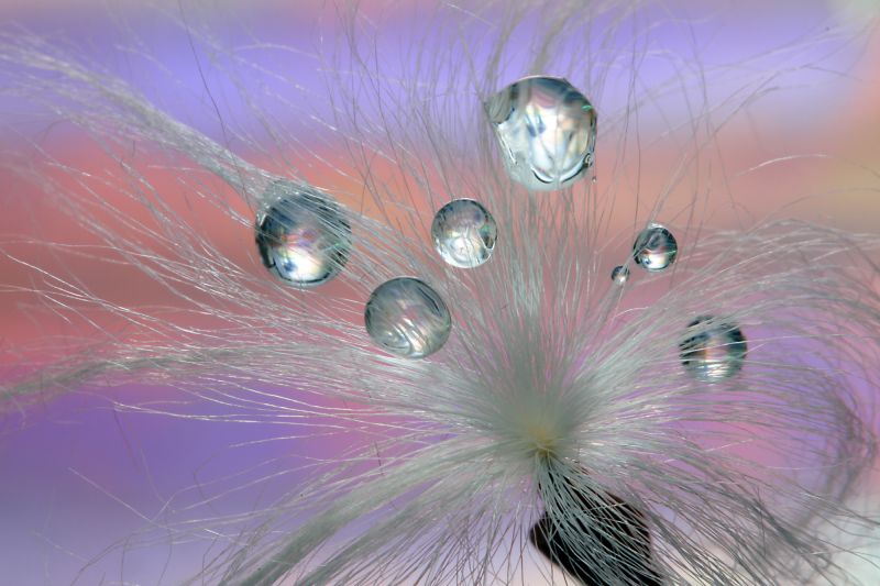 розов,син,растение,цвете,макро,размисъл