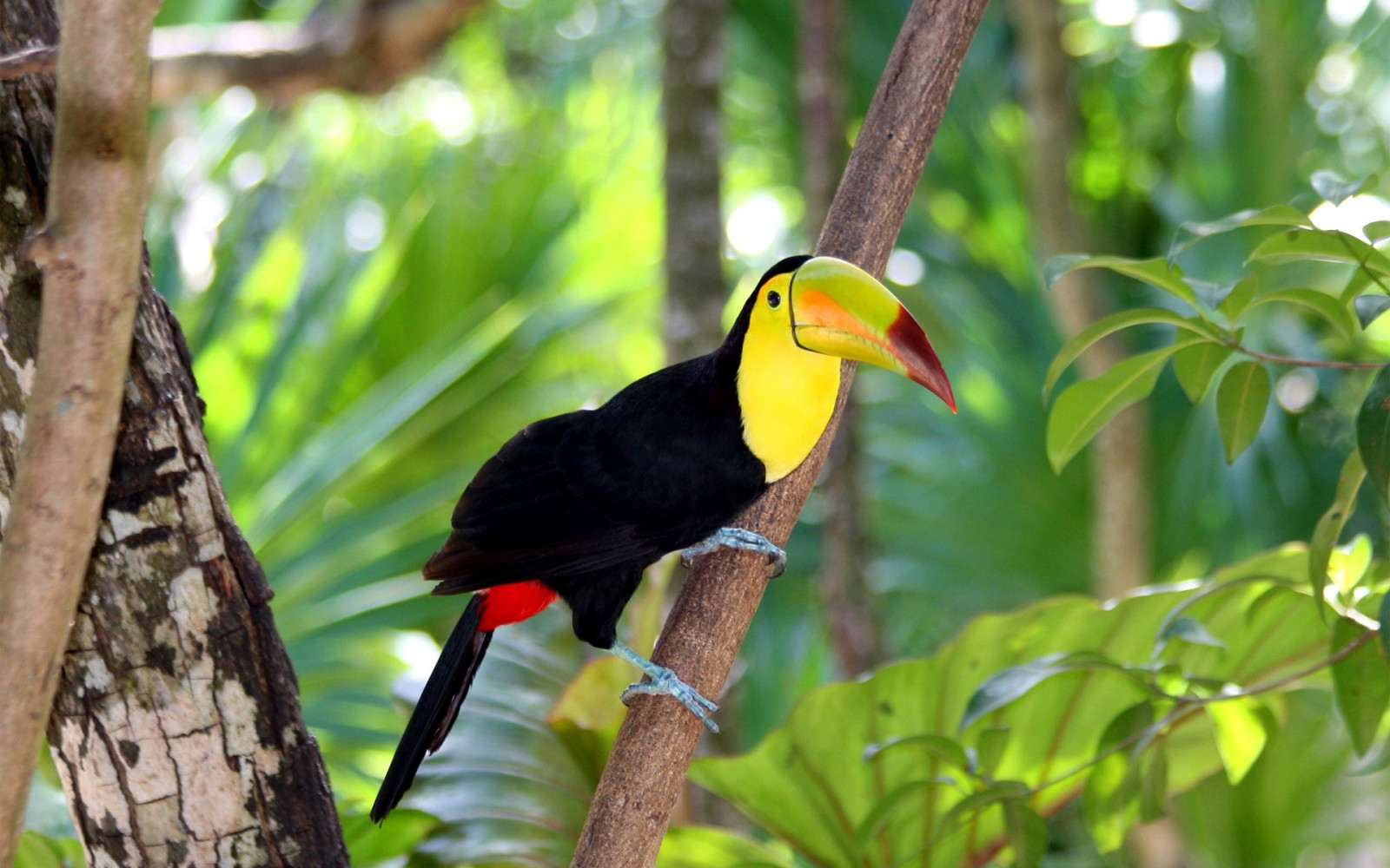 ptactvo, zvěř, fotografování, větev, Volně žijících živočichů, džungle, zobák, pták, tukan, fauna, 1920x1200 px, obratlovců, CORACIIFORMES, Piciformes, hornbill
