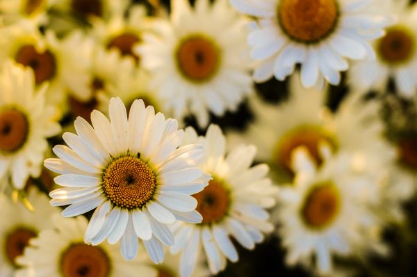 flowers,daisies,petals,Focus