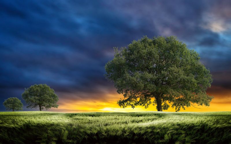 1920x1200 px, field, landscape, sunset, clouds, grass 1920x1200 px, field, landscape, sunset, clouds, grass