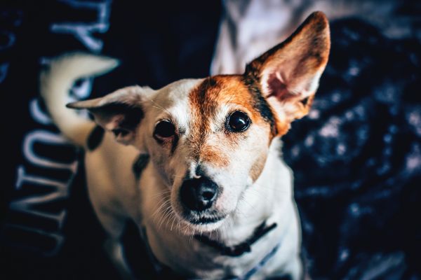 dog,spotted,mammal,collar,vertebrate,dog like mammal