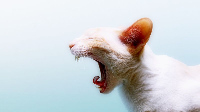 των ζώων, γάτες, yawns, 1920x1080 px των ζώων, γάτες, yawns, 1920x1080 px