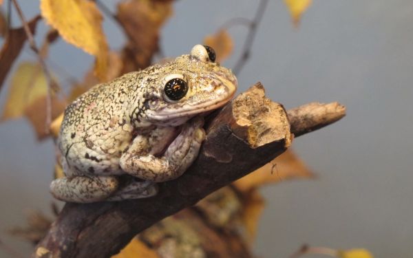 wildlife,frog,amphibian,toad,branch,autumn