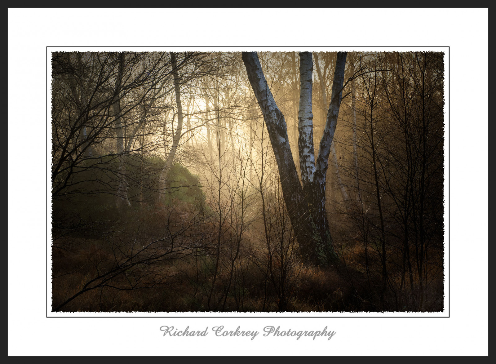 sollys, træer, landskab, maleri, Skov, vinter, træ, afdeling, morgen, struktur, KUNST, træ, tåge, daggry, plante, malerisk, skov, økosystem, bagagerum, West Sussex, Southdowns, Silverbirch, stock photography, visual arts