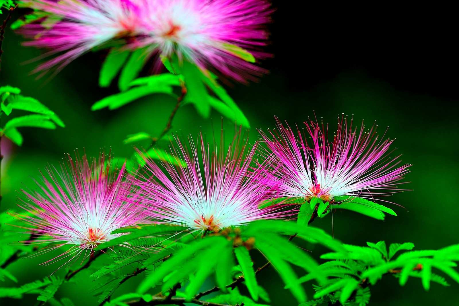 Wallpaper leaves, flowers, nature, green, petals, leaf, flower, flora