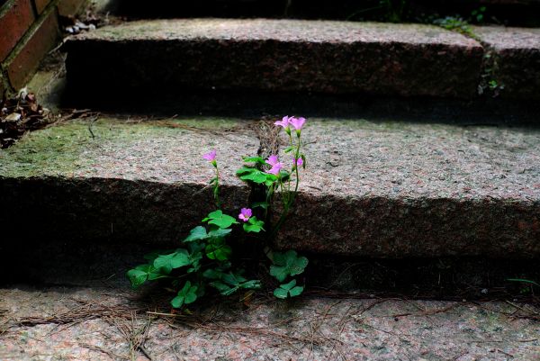 flowers, garden, nature, grass, rock, wall
