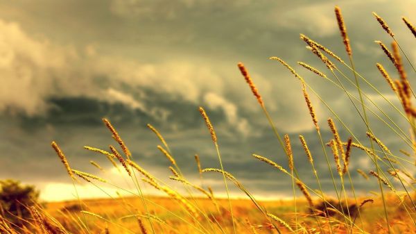 sunlight, depth of field, sunset, nature, grass, sky