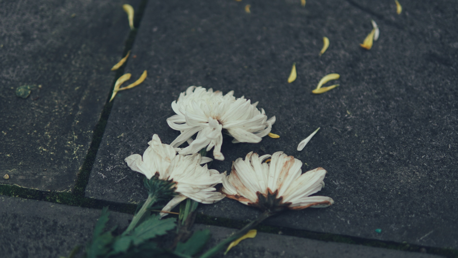 město, květiny, Lístky, přízemní