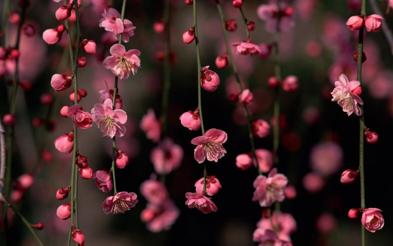 nature, red, photography, branch, blossom, pink nature, red, photography, branch, blossom, pink