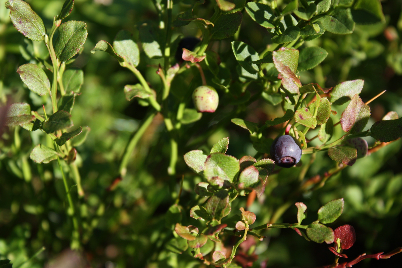 krajina, jídlo, Příroda, rostliny, ovoce, květ, jeřabin, Evergreen, Karélie, strom, květ, rostlina, bobule, flóra, divoká rostlina, vyrobit, botanika, suchozemská rostlina, kvetoucí rostlina, dřevina, keř, polokeř, borůvka