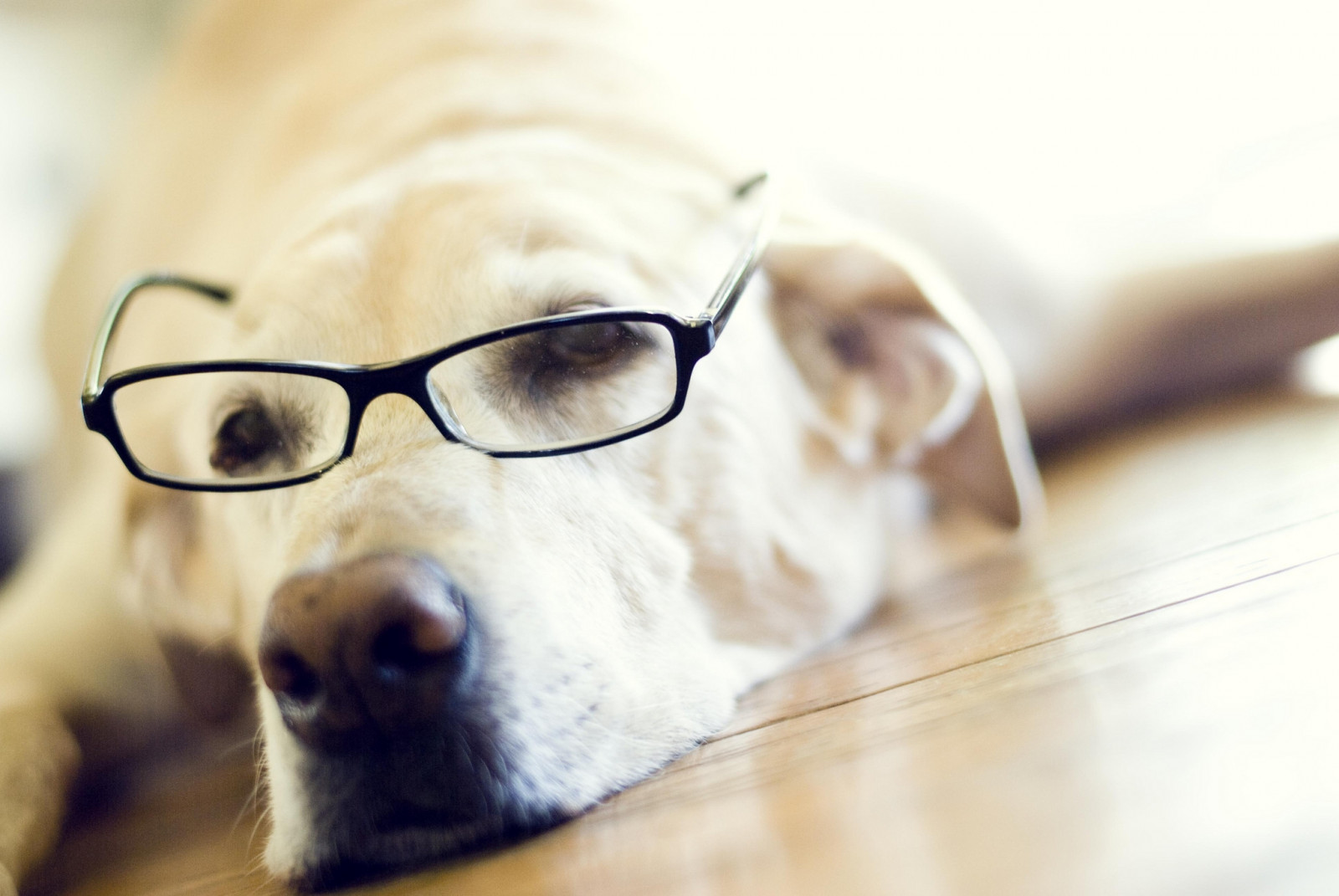 cara, óculos, óculos, cachorro, nariz, pele, Labrador, cachorro, Cuidados com a visão, fechar-se, Óculos, Cão, como, mamífero, Retriever