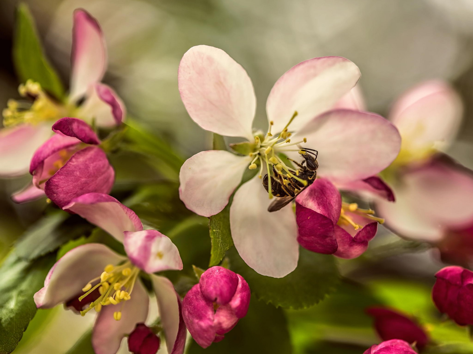 hloubka pole, květiny, fotografování, makro, větev, hmyz, květ, včely, květ, rostlina, flóra, okvětní lístek, divoká rostlina, vyrobit, botanika, suchozemská rostlina, kvetoucí rostlina, zblízka, keř, makro fotografie, bezobratlý, nektar