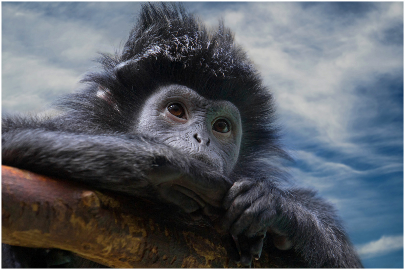 fauna, mammifero, primate, natura, macaco, avvicinamento, platyrrhini, grugno, organismo, scimpanzé comuni, scimpanzé, albero, Ragno scimmia, pelliccia