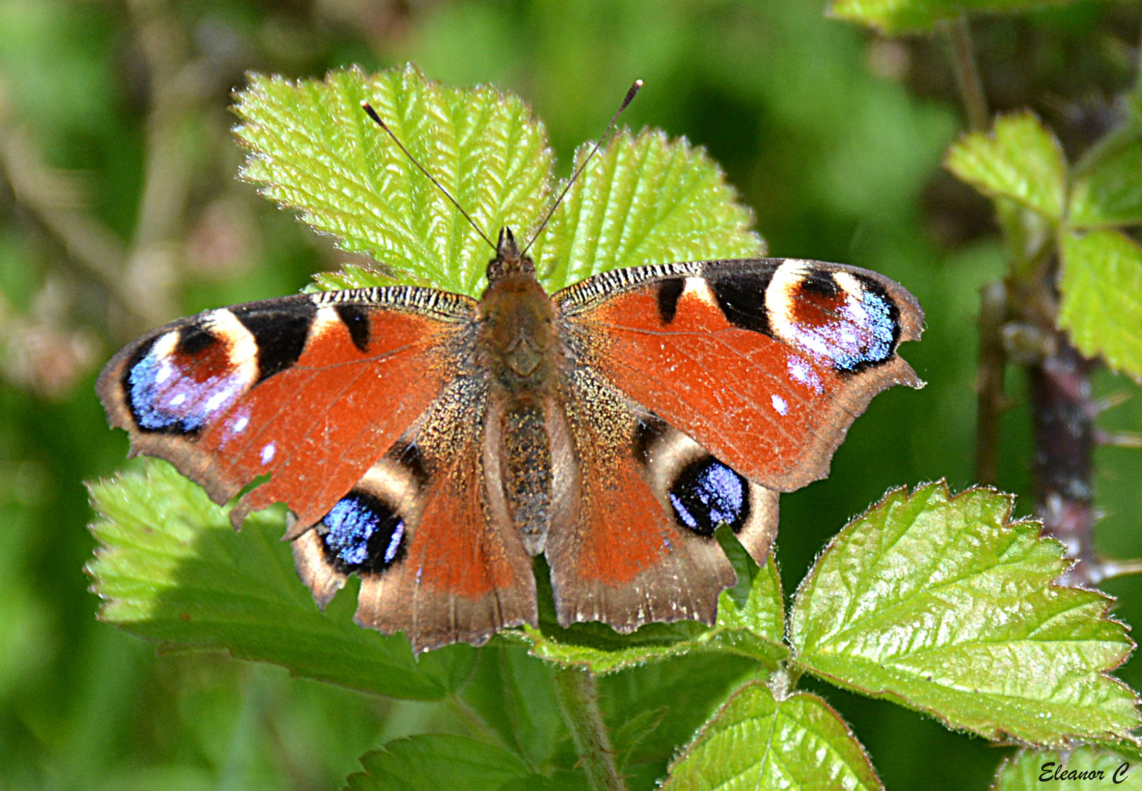 motýl, hmyz, Spojené království, mol, nikond7100, makro fotografie, bezobratlý, členovců, organismus, Stanmore, opylovači, můry a motýli, lycaenid, ostružiní, štětec footed motýl, peacockbutterfly, april2015, Bentleywoodnaturereserve