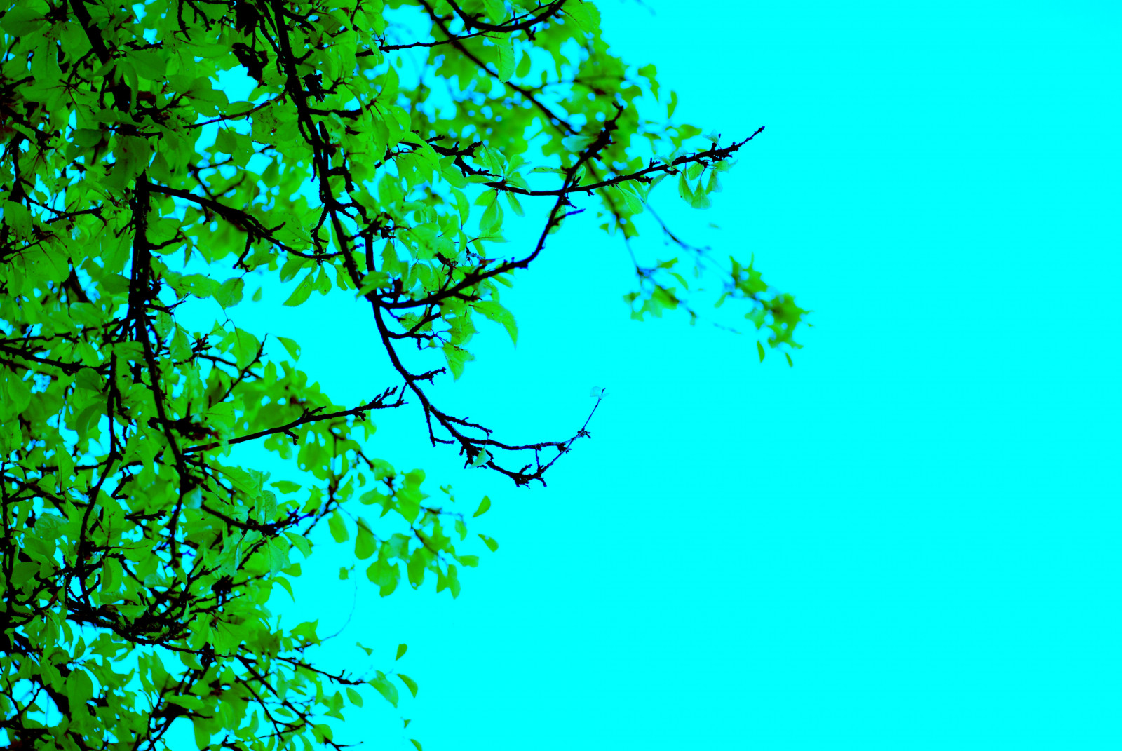 6000 Wallpaper Biru Pohon Paling Baru 6000 Wallpaper Biru Pohon Paling Baru