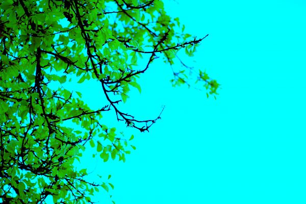 blue,trees,sky,nature,tree,green