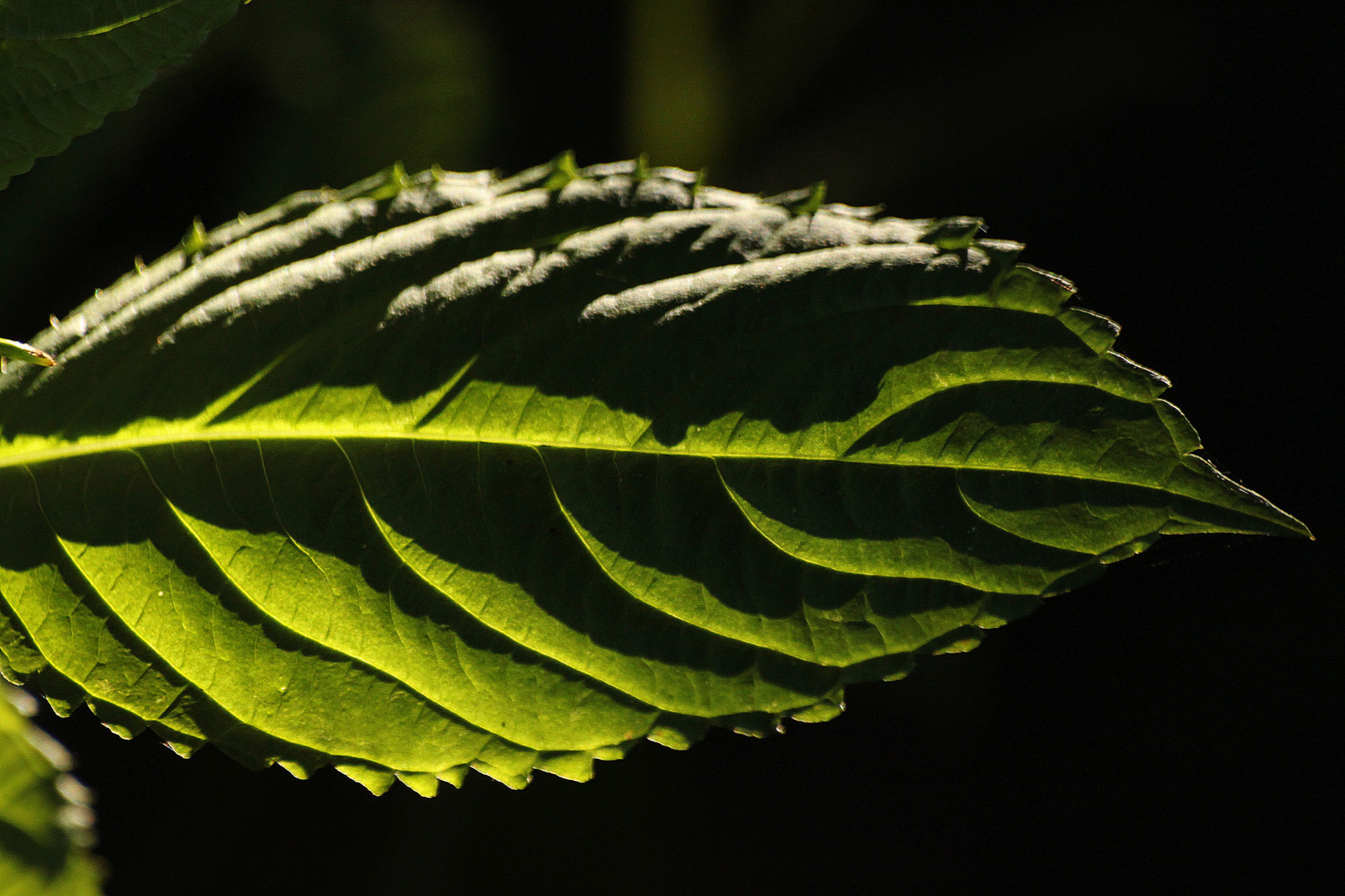 Wallpaper light, plant, green, nature, leaf 4752x3168 809345 HD