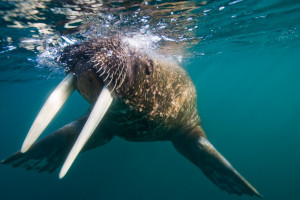 Anjing Laut Wallpaper Hd Wallpapers Wallhere