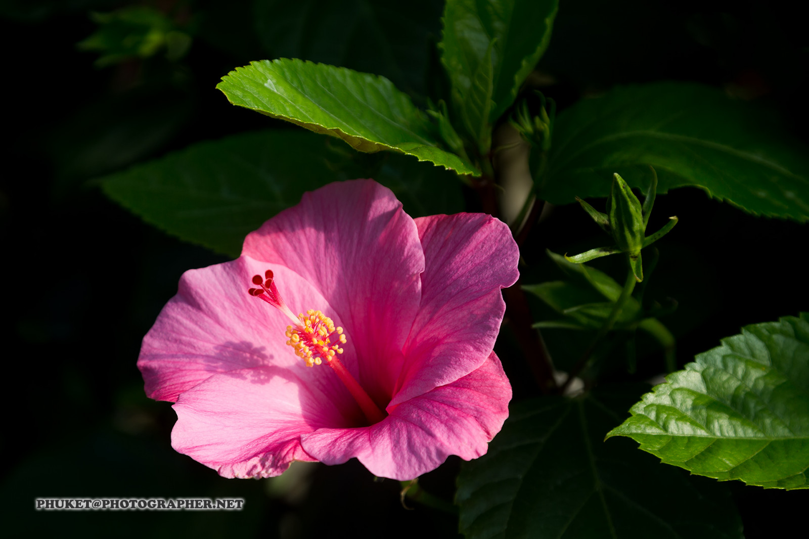 zahrada, kopec, Příroda, Červené, tráva, motocykl, makro, Dům, zelená, mlha, květ, Malajsie, Thajsko, jasný, ibišek, barva, strom, cestovat, list, hora, květ, rostlina, web, flóra, síť, domů, okvětní lístek, výlet, cesta, plavba, phuket, moto, Leathes, cameron, vrchovina, geo, phuketian, botanika, suchozemská rostlina, kvetoucí rostlina, makro fotografie, čínský ibišek, Slézotvaré