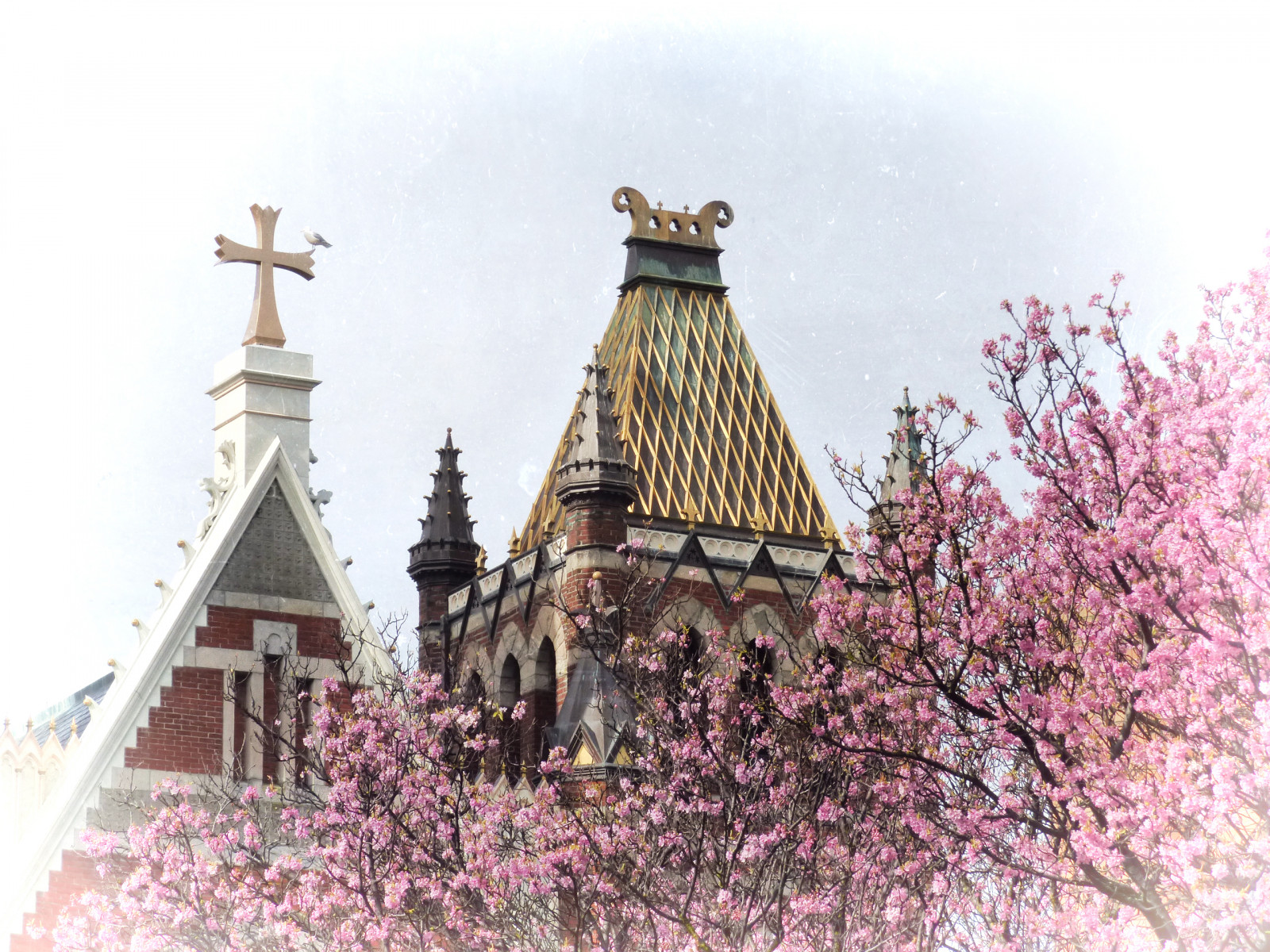 chrám, budova, nebe, Třešňový květ, květ, jaro, strom, květ, sakura, mezník, victoriabc, historické místo, místo uctívání, sakurahanami, Standrewscathedral