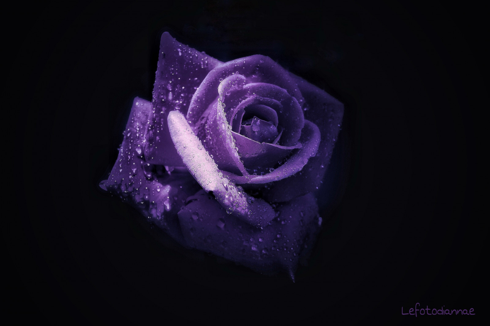 nachový, fialový, makro, modrý, růže, růžový, modrá růže, květ, rostlina, tma, okvětní lístek, rosa, viola, natura, Gocce, colore, suchozemská rostlina, kvetoucí rostlina, zblízka, makro fotografie, zahradní růže, růže rodina, růže objednávka, lefotodiannae, scuro