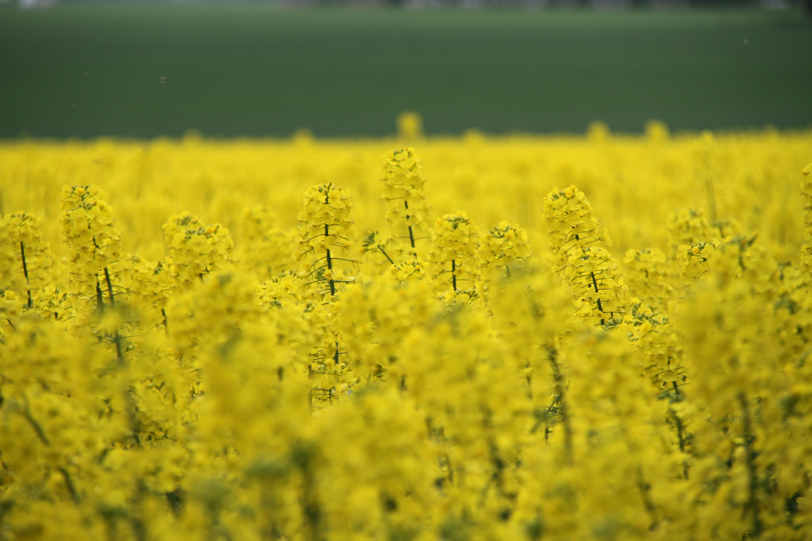 Wallpaper : food, field, yellow, Rapeseed, flower, rape, raps, canola ...