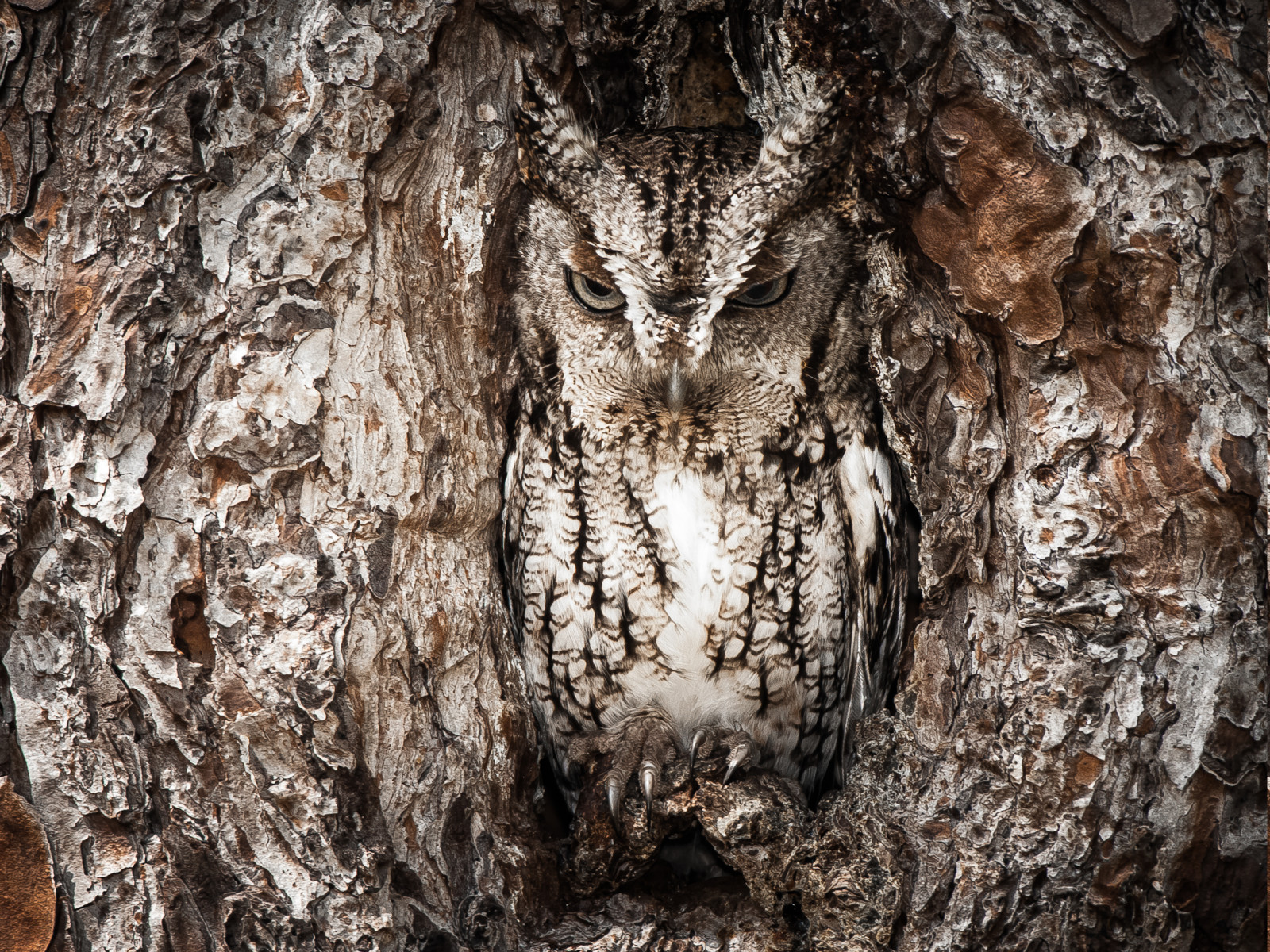 Wallpaper trees, birds, animals, wood, wildlife, bird of prey, owl