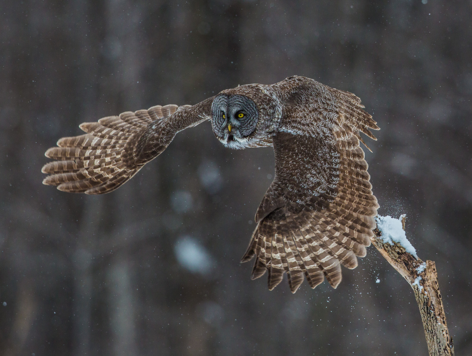 สัตว์ป่า, นกล่าเหยื่อ, นกฮูก, ปาก, Falcon, กระต่าย, นก, เหยี่ยว, ขน, อีแร้ง, strixnebulosa, ปีก, สัตว์ป่า, นกฮูกสีเทาที่ยอดเยี่ยม, สิ่งมีชีวิต, greatgrayowl, strix, phantomofthenorth, strigidae, Nigelje, cinereousowl, spectralowl, laplandowl, spruceowl, เครา, sootyowl, terrestrial animal