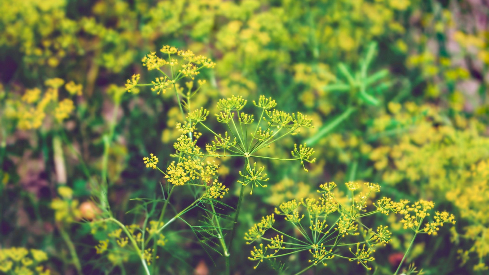 luce del sole, natura, erba, piante, campo, verde, giallo, fiorire, colza, albero, autunno, foglia, fiore, pianta, flora, prato, ruta, Fiore di campo, prateria, habitat, ambiente naturale, produrre, botanica, impianto di terra, pianta fiorita, arbusto, fotografia macro, brassica, impianto di senape, subshrub