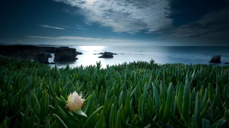 grass, green, sunlight, sea, nature, sky grass, green, sunlight, sea, nature, sky