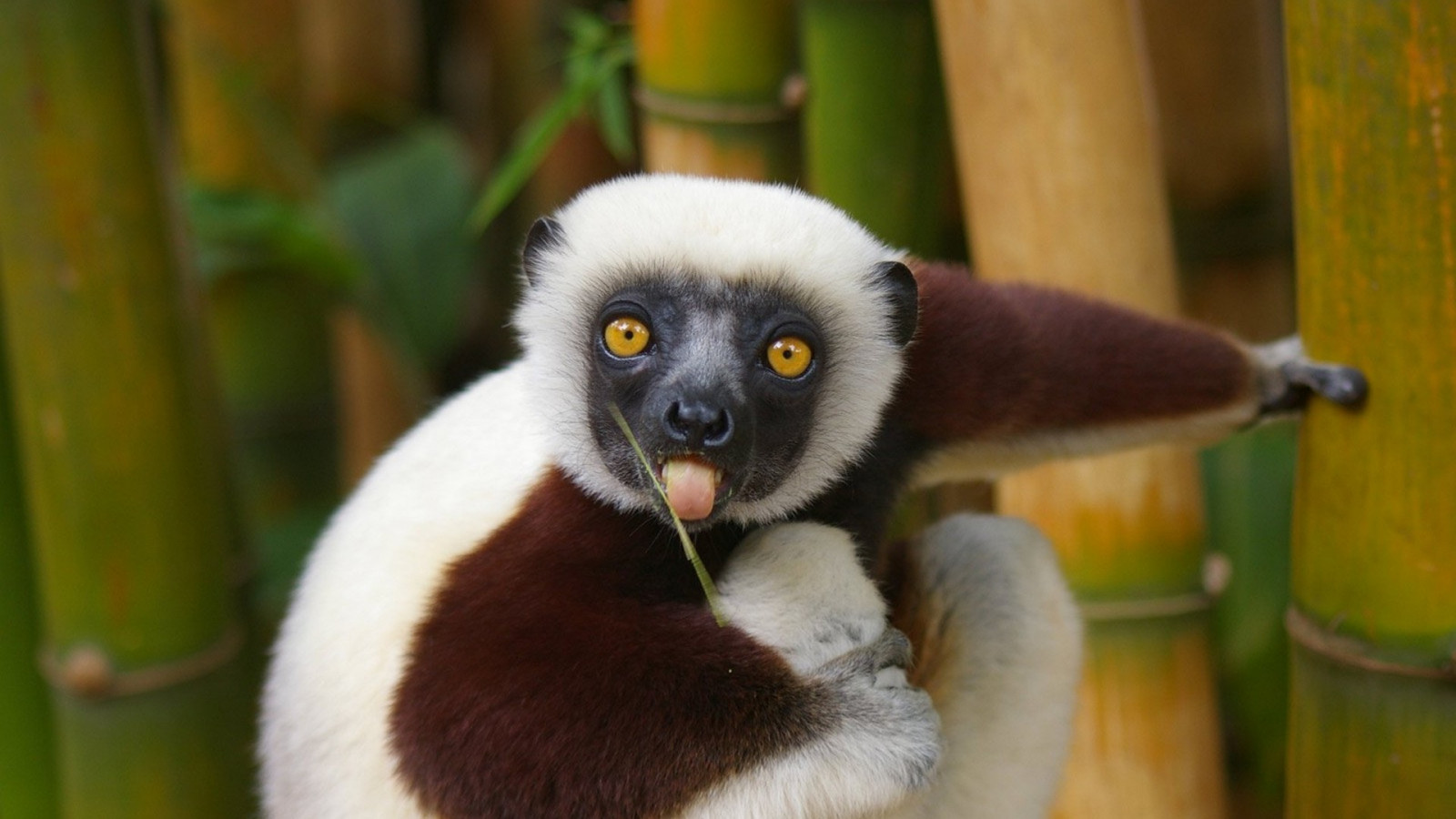 สัตว์, ธรรมชาติ, สัตว์ป่า, สวนสัตว์, lemur, สัตว์ป่า, สัตว์เลี้ยงลูกด้วยนม, 1920x1080 px, สัตว์มีกระดูกสันหลัง, เจ้าคณะ, ลิงโลกใหม่, capuchin หัวขาว