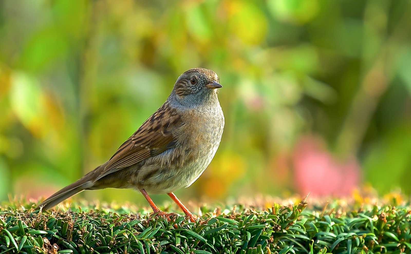 vogel, dunnock, buitenshuis, natuur, canoneos5dmarkiii, Canonef70300mmf456l, Prunellamodularis, hedgeaccentor, hedgesparrow, hedgewarbler, dier